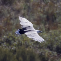 Haliaeetus leucogaster at Stromlo, ACT - 26 Feb 2023