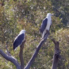 Haliaeetus leucogaster at Stromlo, ACT - 26 Feb 2023