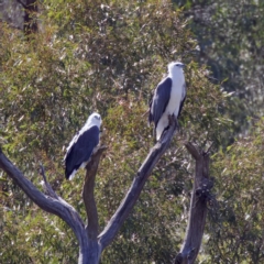 Haliaeetus leucogaster at Stromlo, ACT - 26 Feb 2023