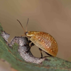 Paropsisterna decolorata (A Eucalyptus leaf beetle) at Dryandra St Woodland - 15 Jan 2023 by ConBoekel