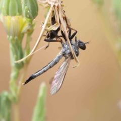 Cerdistus sp. (genus) (Slender Robber Fly) at O'Connor, ACT - 15 Jan 2023 by ConBoekel