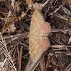 Scopula rubraria (Reddish Wave, Plantain Moth) at O'Connor, ACT - 15 Jan 2023 by ConBoekel