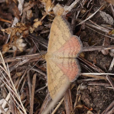 Scopula rubraria (Reddish Wave, Plantain Moth) at Dryandra St Woodland - 15 Jan 2023 by ConBoekel