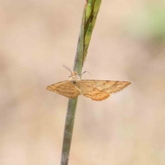 Scopula rubraria (Reddish Wave, Plantain Moth) at O'Connor, ACT - 16 Jan 2023 by ConBoekel