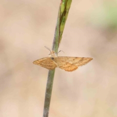Scopula rubraria (Plantain Moth) at O'Connor, ACT - 15 Jan 2023 by ConBoekel