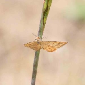 Scopula rubraria at O'Connor, ACT - 16 Jan 2023