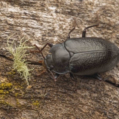 Phanechloros punctipennis (A darkling beetle) at Cotter River, ACT - 26 Feb 2023 by living