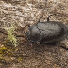Phanechloros punctipennis (A darkling beetle) at Cotter River, ACT - 26 Feb 2023 by living