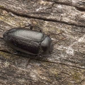 Phanechloros punctipennis at Cotter River, ACT - 26 Feb 2023 10:30 PM