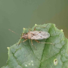 Nysius vinitor (Rutherglen bug) at O'Connor, ACT - 16 Jan 2023 by ConBoekel