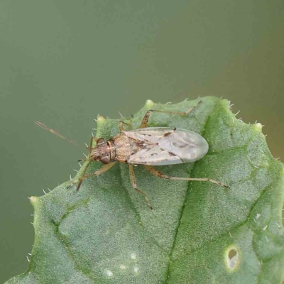 Nysius vinitor (Rutherglen bug) at O'Connor, ACT - 15 Jan 2023 by ConBoekel