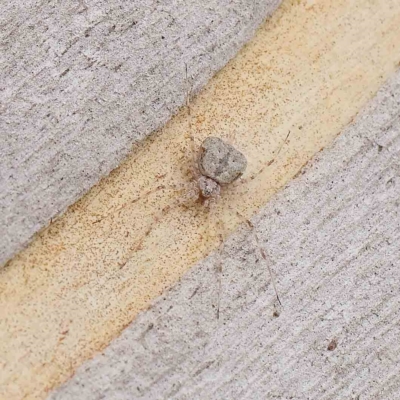 Tamopsis sp. (genus) (Two-tailed spider) at Dryandra St Woodland - 15 Jan 2023 by ConBoekel