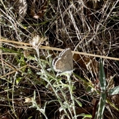 Zizina otis (Common Grass-Blue) at Namadgi National Park - 24 Feb 2023 by KMcCue