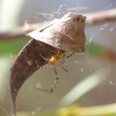 Phonognathidae (family) (Leaf curling orb-weavers) at O'Connor, ACT - 16 Jan 2023 by ConBoekel