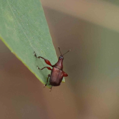 Euops sp. (genus) (A leaf-rolling weevil) at Dryandra St Woodland - 15 Jan 2023 by ConBoekel