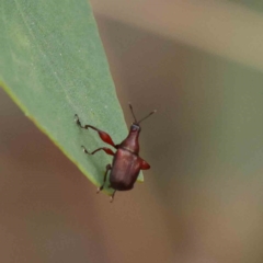 Euops sp. (genus) (A leaf-rolling weevil) at O'Connor, ACT - 15 Jan 2023 by ConBoekel