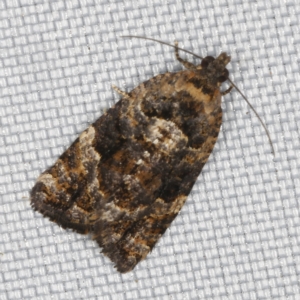 Asthenoptycha sphaltica and nearby species at O'Connor, ACT - 25 Feb 2023 10:43 PM