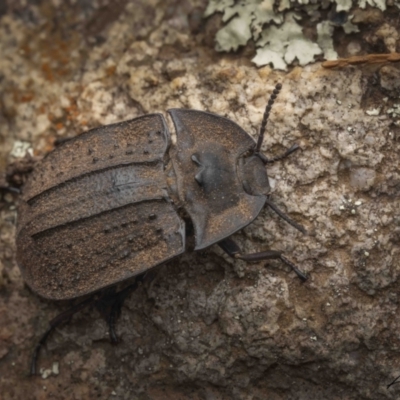 Cillibus incisus (Darkling Beetle) at Ginninderry Conservation Corridor - 27 Jan 2023 by living