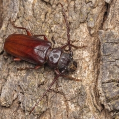 Cacodacnus planicollis (A longhorn beetle) at Coree, ACT - 27 Jan 2023 by living
