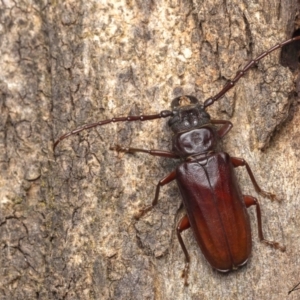 Cacodacnus planicollis at Coree, ACT - 27 Jan 2023 08:25 PM