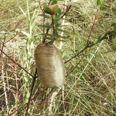 Mantodea (order) (Unidentified praying mantis) at Wingecarribee Local Government Area - 19 Feb 2023 by GlossyGal