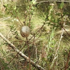 Mantodea (order) at Mittagong, NSW - 19 Feb 2023 05:51 PM