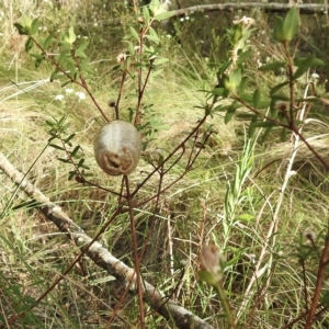 Mantodea (order) at Mittagong, NSW - 19 Feb 2023 05:51 PM