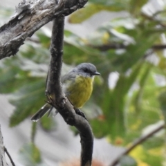 Eopsaltria australis (Eastern Yellow Robin) at Thirlmere Lakes National Park - 15 Feb 2023 by GlossyGal