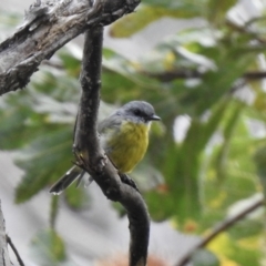 Eopsaltria australis (Eastern Yellow Robin) at Thirlmere, NSW - 15 Feb 2023 by GlossyGal