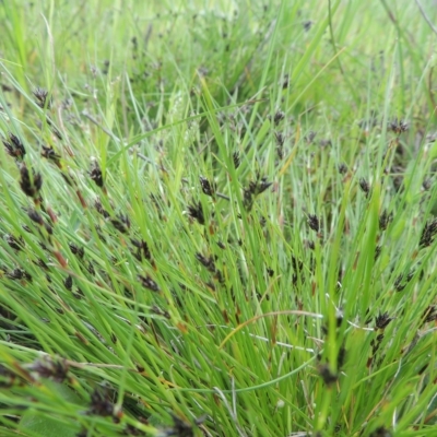 Schoenus apogon (Common Bog Sedge) at Boorowa, NSW - 23 Oct 2022 by michaelb