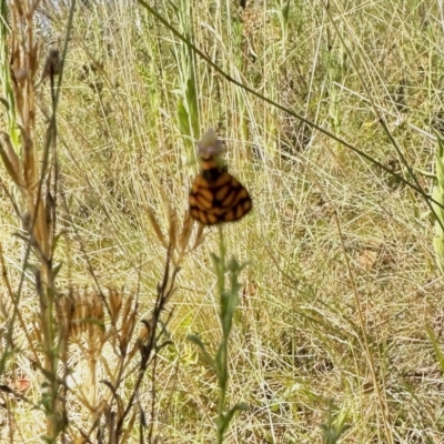 Asura lydia (Lydia Lichen Moth) at Namadgi National Park - 24 Feb 2023 by KMcCue
