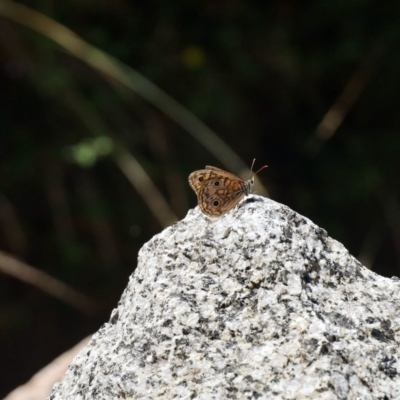 Geitoneura acantha (Ringed Xenica) at Booth, ACT - 25 Feb 2023 by KMcCue