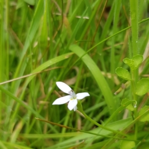 Lobelia pedunculata at Cotter River, ACT - 22 Feb 2023 12:23 PM