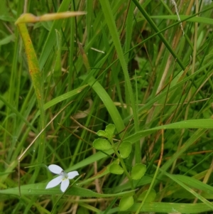 Lobelia pedunculata at Cotter River, ACT - 22 Feb 2023 12:23 PM