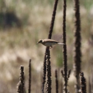 Anthus australis at Booth, ACT - 25 Feb 2023