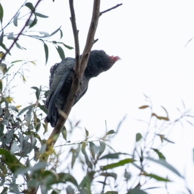 Callocephalon fimbriatum (Gang-gang Cockatoo) at Wingecarribee Local Government Area - 26 Feb 2023 by Aussiegall