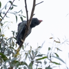 Callocephalon fimbriatum (Gang-gang Cockatoo) at Penrose, NSW - 26 Feb 2023 by Aussiegall