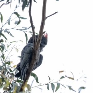 Callocephalon fimbriatum at Penrose, NSW - 27 Feb 2023