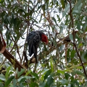 Callocephalon fimbriatum at Penrose, NSW - 27 Feb 2023