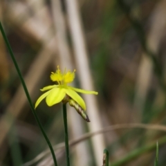 Tricoryne elatior (Yellow Rush Lily) at Monash, ACT - 24 Feb 2023 by pixelnips