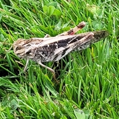 Gastrimargus musicus (Yellow-winged Locust or Grasshopper) at Jindabyne, NSW - 27 Feb 2023 by trevorpreston