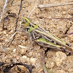 Austroicetes sp. (genus) (A grasshopper) at Jindabyne, NSW - 27 Feb 2023 by trevorpreston