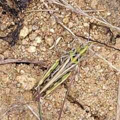 Austroicetes sp. (genus) at Jindabyne, NSW - 27 Feb 2023 02:25 PM