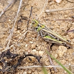 Austroicetes sp. (genus) at Jindabyne, NSW - 27 Feb 2023 02:25 PM