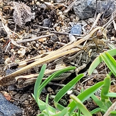 Austroicetes sp. (genus) (A grasshopper) at Jindabyne, NSW - 27 Feb 2023 by trevorpreston