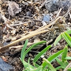 Austroicetes sp. (genus) (A grasshopper) at Jindabyne, NSW - 27 Feb 2023 by trevorpreston