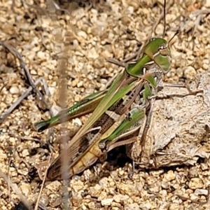 Oedaleus australis at Jindabyne, NSW - 27 Feb 2023