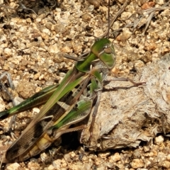 Oedaleus australis at Jindabyne, NSW - 27 Feb 2023