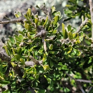 Melicytus angustifolius subsp. divaricatus at Jindabyne, NSW - 27 Feb 2023