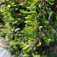 Melicytus angustifolius subsp. divaricatus at Jindabyne, NSW - 27 Feb 2023